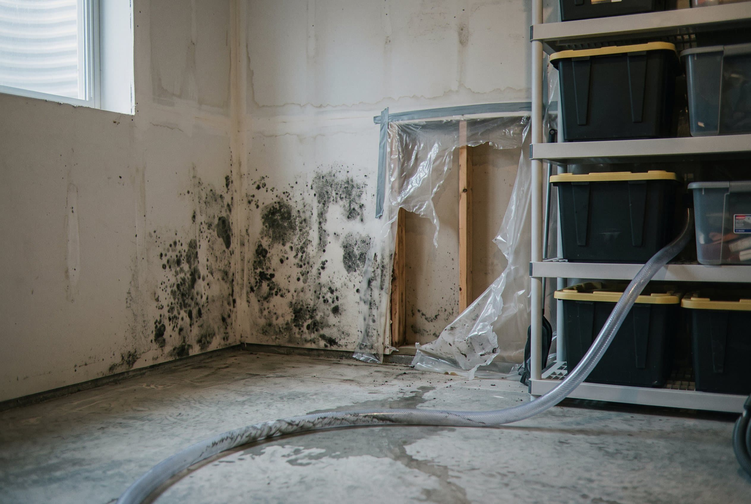 Visible mold growth on basement wall